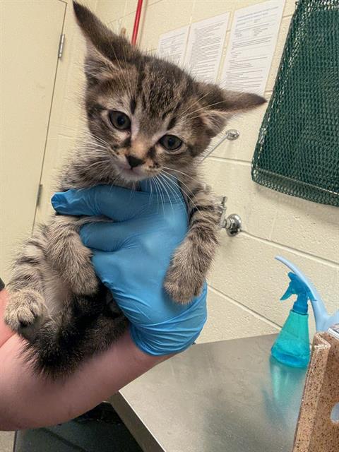 Shelter Stray Male Cat last seen Near BLOCK W HARVEY HEIGHTS CIR, TAYLORSVILLE UT 84129, 4522 W 3500 S, West Valley City, UT 84120, USA
