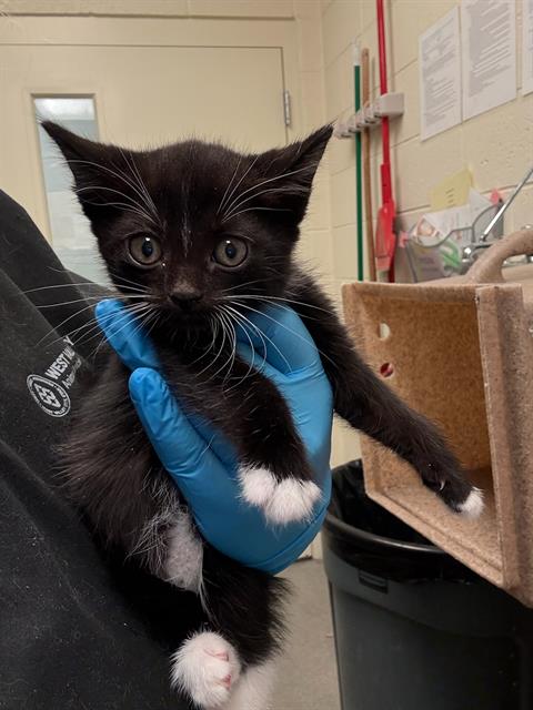 Shelter Stray Male Cat last seen Near BLOCK W HARVEY HEIGHTS CIR, TAYLORSVILLE UT 84129, 4522 W 3500 S, West Valley City, UT 84120, USA