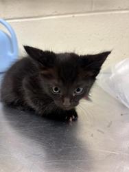 Shelter Stray Male Cat last seen Near BLOCK W HARVEY HEIGHTS CIR, TAYLORSVILLE UT 84129, 4522 W 3500 S, West Valley City, UT 84120, USA