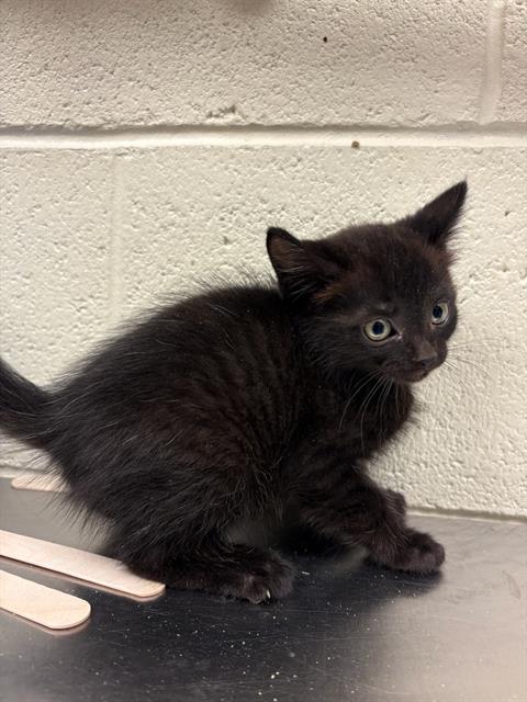 Shelter Stray Female Cat last seen Near BLOCK W HARVEY HEIGHTS CIR, TAYLORSVILLE UT 84129, 4522 W 3500 S, West Valley City, UT 84120, USA
