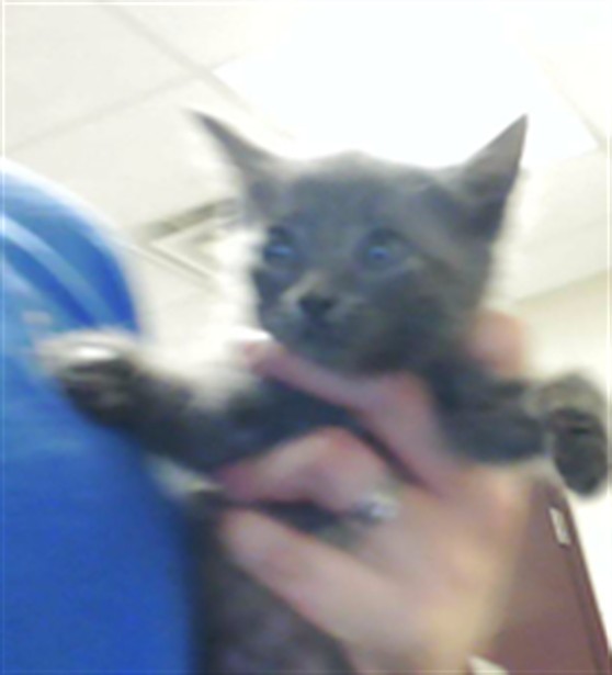 Shelter Stray Female Cat last seen Near BLOCK VASS RD, SPRING LAKE NC 28390, 4704 Corporation Dr, Fayetteville, NC 28306, USA