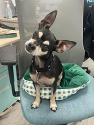 Shelter Stray Male Dog last seen Near 47th Street, San Diego, CA, 92105, 5500 Gaines St, San Diego, CA 92110, USA