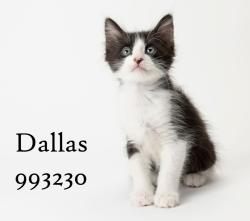 Shelter Stray Male Cat last seen Near Margarita Street, San Diego, CA, 92114, 5500 Gaines St, San Diego, CA 92110, USA