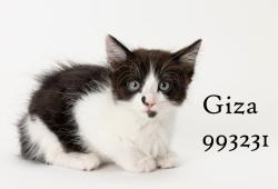 Shelter Stray Female Cat last seen Near Margarita Street, San Diego, CA, 92114, 5500 Gaines St, San Diego, CA 92110, USA