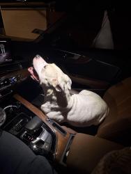 Found/Stray Female Dog last seen Montclair/Elmwood area, Chicago, IL 60707