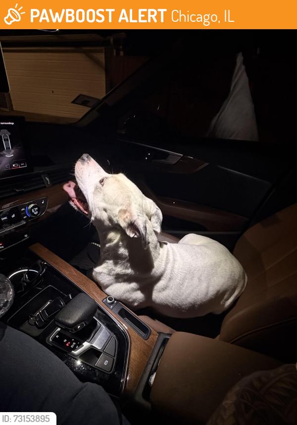 Found/Stray Female Dog last seen Montclair/Elmwood area, Chicago, IL 60707