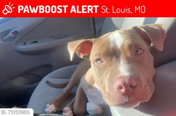 Lost Female Dog last seen Osceola and Michigan, St. Louis, MO 63111