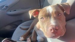Lost Female Dog last seen Osceola and Michigan, St. Louis, MO 63111