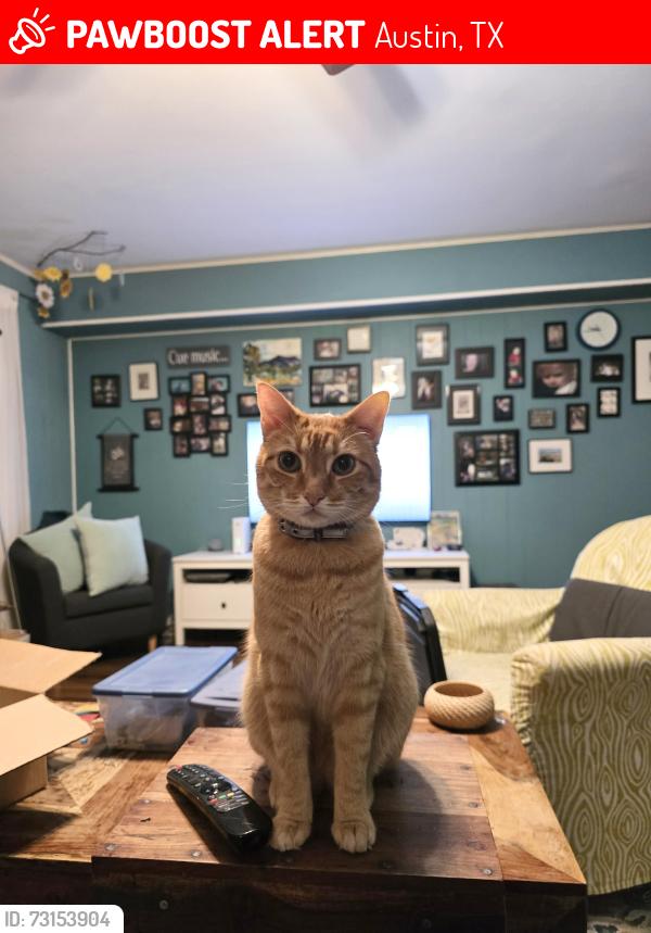 Lost Female Cat last seen Bluff Bend and Fiskville, Austin, TX 78753