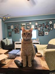 Lost Female Cat last seen Bluff Bend and Fiskville, Austin, TX 78753