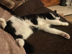 Reunited Male Cat last seen Simpson's Primary School, West Lothian, Scotland EH48 2UQ