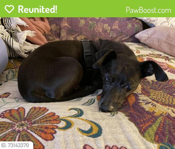 Reunited Male Dog last seen Costa Mesa Dog Park, Costa Mesa, CA 92626