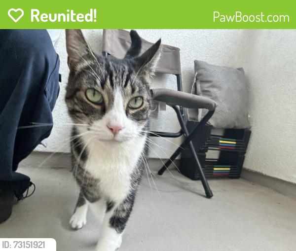 Reunited Male Cat last seen E Del amo Blvd and S Main St, Carson, CA 90745