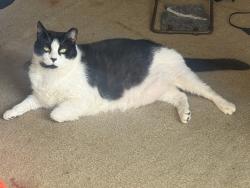 Lost Female Cat last seen Near Lakeland Ave, Lincolnton, NC 28092
