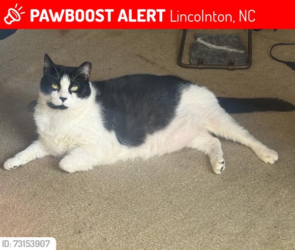 Lost Female Cat last seen Near Lakeland Ave, Lincolnton, NC 28092