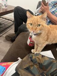 Reunited Female Cat last seen Incline terrace, Salt Lake City, UT 84117