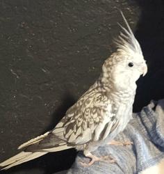 Lost Male Bird last seen W 2nd st, Los Angeles, CA 90731
