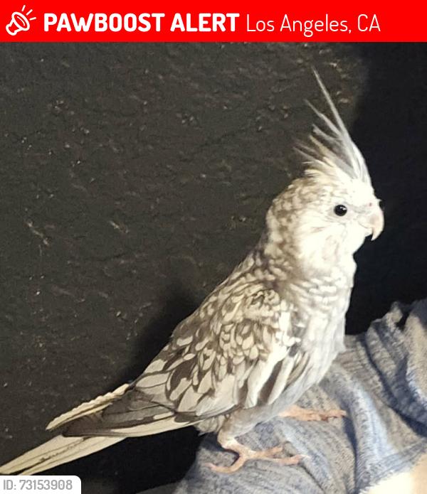 Lost Male Bird last seen W 2nd st, Los Angeles, CA 90731
