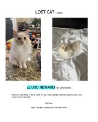 Lost Female Cat last seen Fraser view dog off leash area, Surrey, BC V4N 4Y1