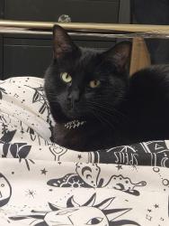 Reunited Male Cat last seen Kingschase Shopping Centre, Kingswood, England BS15 1SF