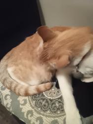Found/Stray Male Cat last seen Yorkst, San Francisco, CA 94110