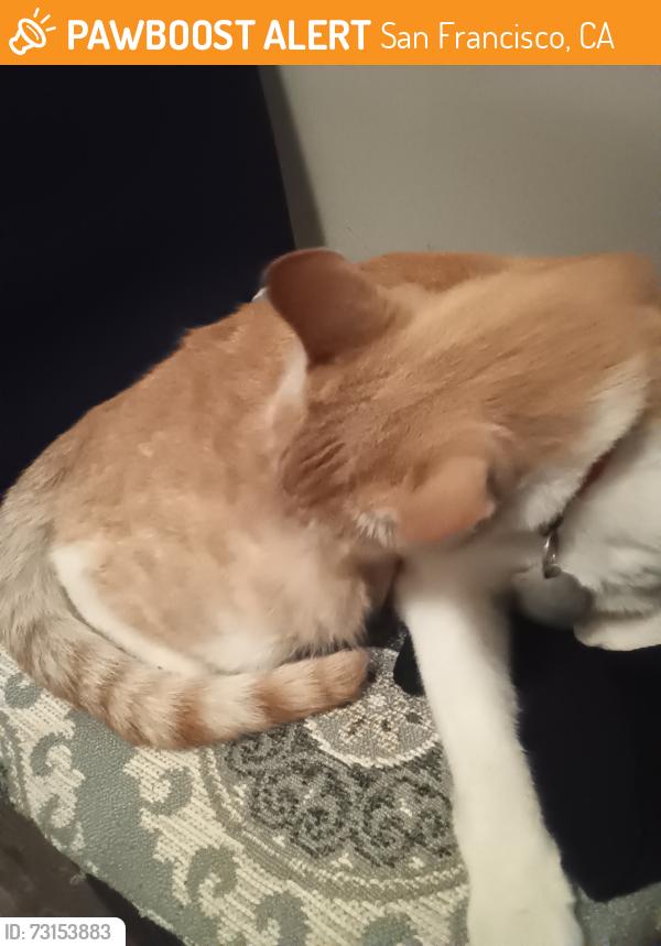 Found/Stray Male Cat last seen Yorkst, San Francisco, CA 94110