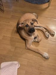 Found/Stray Female Dog last seen By the rodeo grounds, Crosby, TX 77532