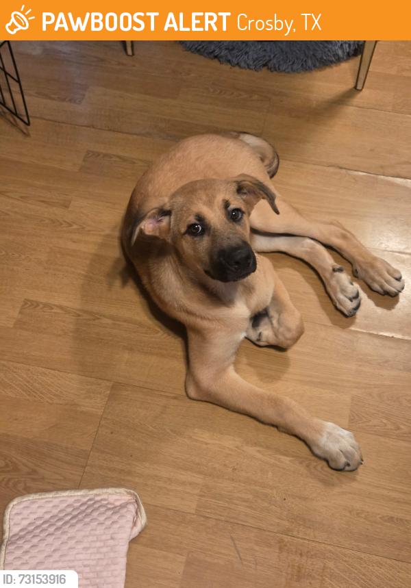 Found/Stray Female Dog last seen By the rodeo grounds, Crosby, TX 77532