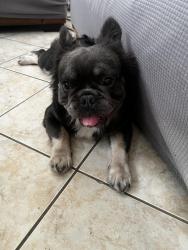 Lost Male Dog last seen Anasazi and Banbury Cross, Las Vegas, NV 89144