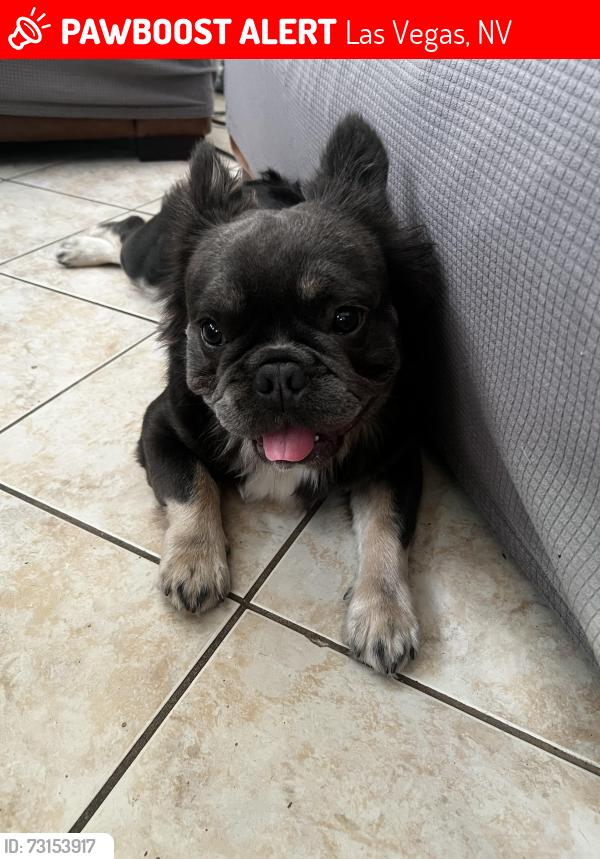Lost Male Dog last seen Anasazi and Banbury Cross, Las Vegas, NV 89144
