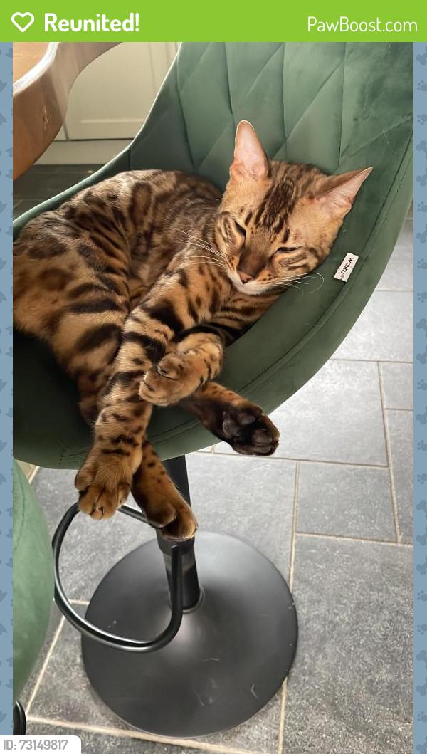 Reunited Male Cat last seen 1/2 mile from Scotch Street area, Portadown, Portadown, Northern Ireland BT62 1RR