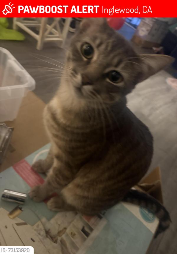 Lost Male Cat last seen Flora Drive, Inglewood, CA 90302