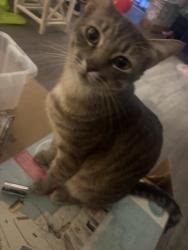 Lost Male Cat last seen Flora Drive, Inglewood, CA 90302