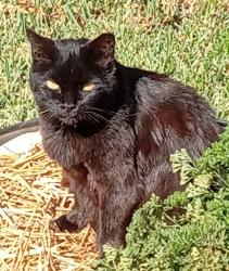 Lost Female Cat last seen Honeysuckle and Jansen, Cayce, SC 29033