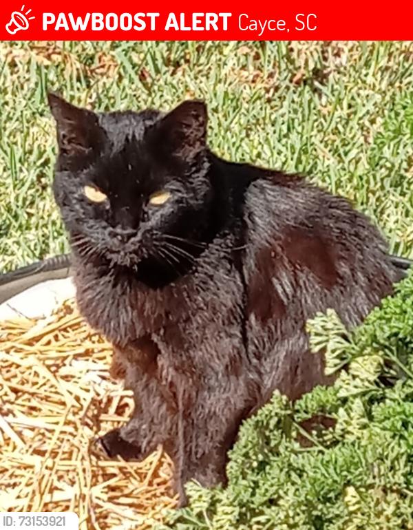 Lost Female Cat last seen Honeysuckle and Jansen, Cayce, SC 29033