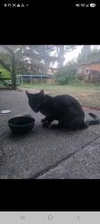 Reunited Male Cat last seen 112th 80th north delta, Delta, BC 