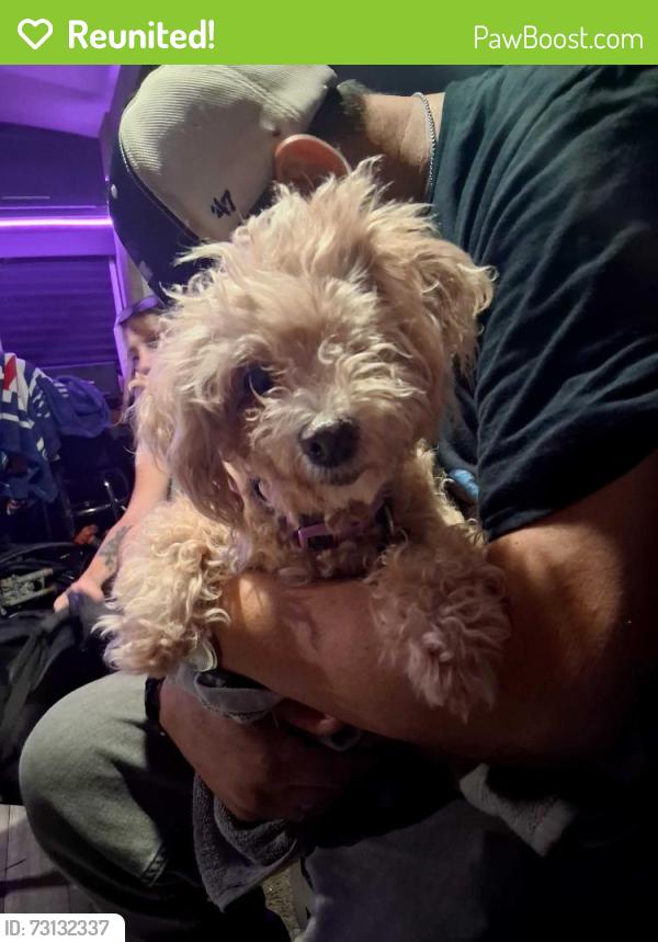 Reunited Female Dog last seen Broadway/Tucson, Tucson, AZ 85716