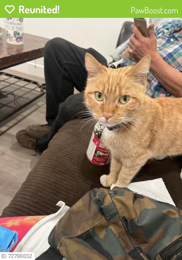 Reunited Female Cat last seen Incline terrace, Salt Lake City, UT 84117