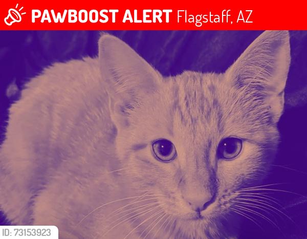 Lost Male Cat last seen Near e ponderosa pkway, Flagstaff, AZ 86001