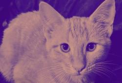 Lost Male Cat last seen Near e ponderosa pkway, Flagstaff, AZ 86001