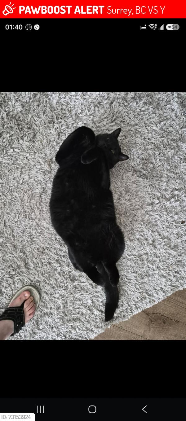 Lost Male Cat last seen 86b street, Surrey, BC V3S 4Y9