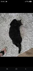 Lost Male Cat last seen 86b street, Surrey, BC V3S 4Y9