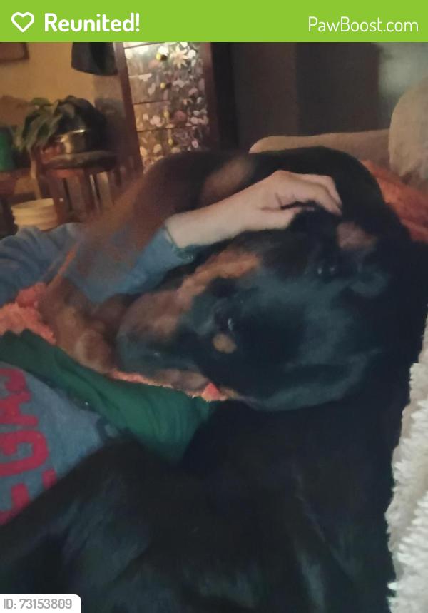 Reunited Male Dog last seen Gilmore ave, St. Louis, MO 63120