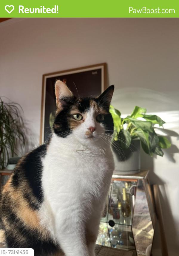 Reunited Female Cat last seen Langdale Avenue, levenshulme, Greater Manchester, England 