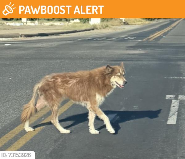 Found/Stray Unknown Dog last seen Carver & Bangs, Stanislaus County, CA 95356