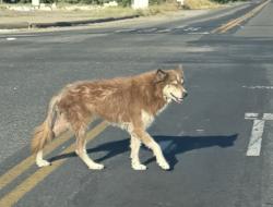 Found/Stray Unknown Dog last seen Carver & Bangs, Stanislaus County, CA 95356