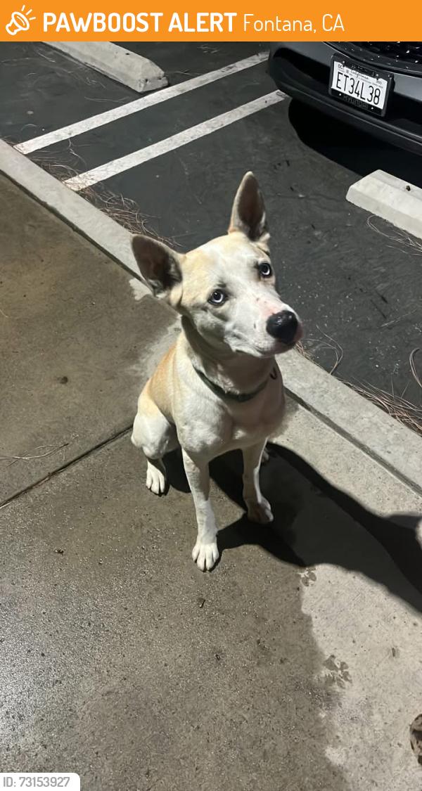 Found/Stray Male Dog last seen Trying to keep him in the park/ back of school, Fontana, CA 92337