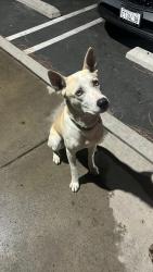 Found/Stray Male Dog last seen Trying to keep him in the park/ back of school, Fontana, CA 92337