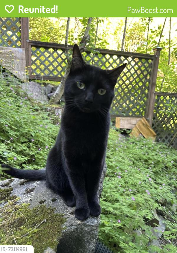 Reunited Female Cat last seen 249th Avenue SE Maple Valley, Maple Valley, WA 98038
