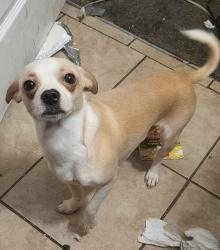 Lost Male Dog last seen Near Sacramento Ave, West Sacramento, CA 95605